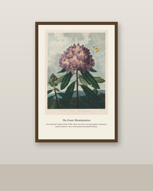 The Pontic Rhododendron antique botanical print shown framed on a wall in a styled room