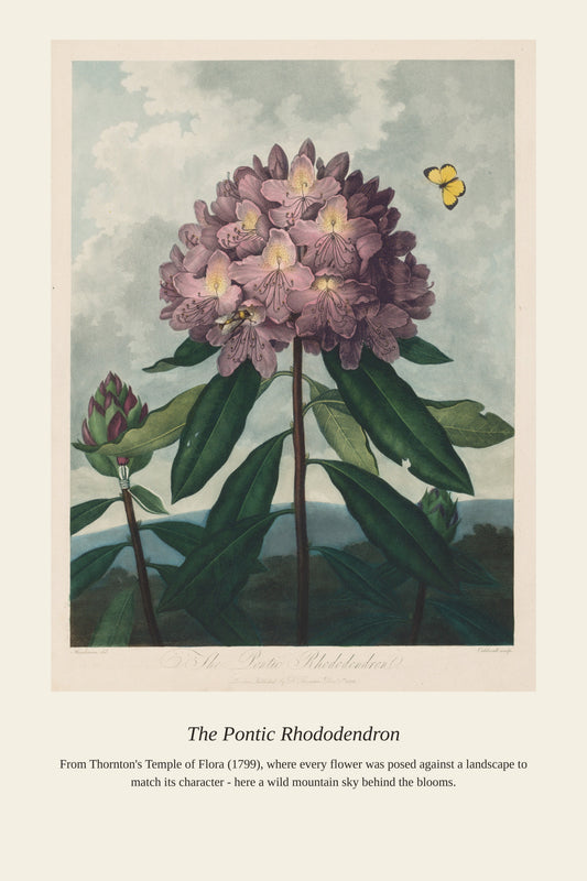 The Pontic Rhododendron - Antique Botanical Print