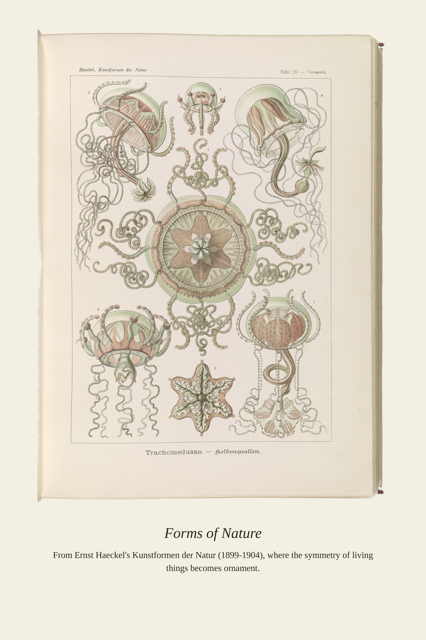 Trachomedusae. Kolbenquallen - Antique Art Print