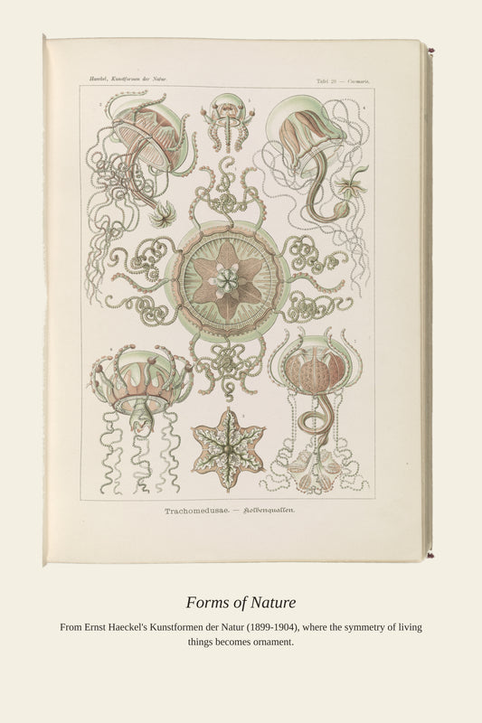 Trachomedusae. Kolbenquallen - Antique Art Print