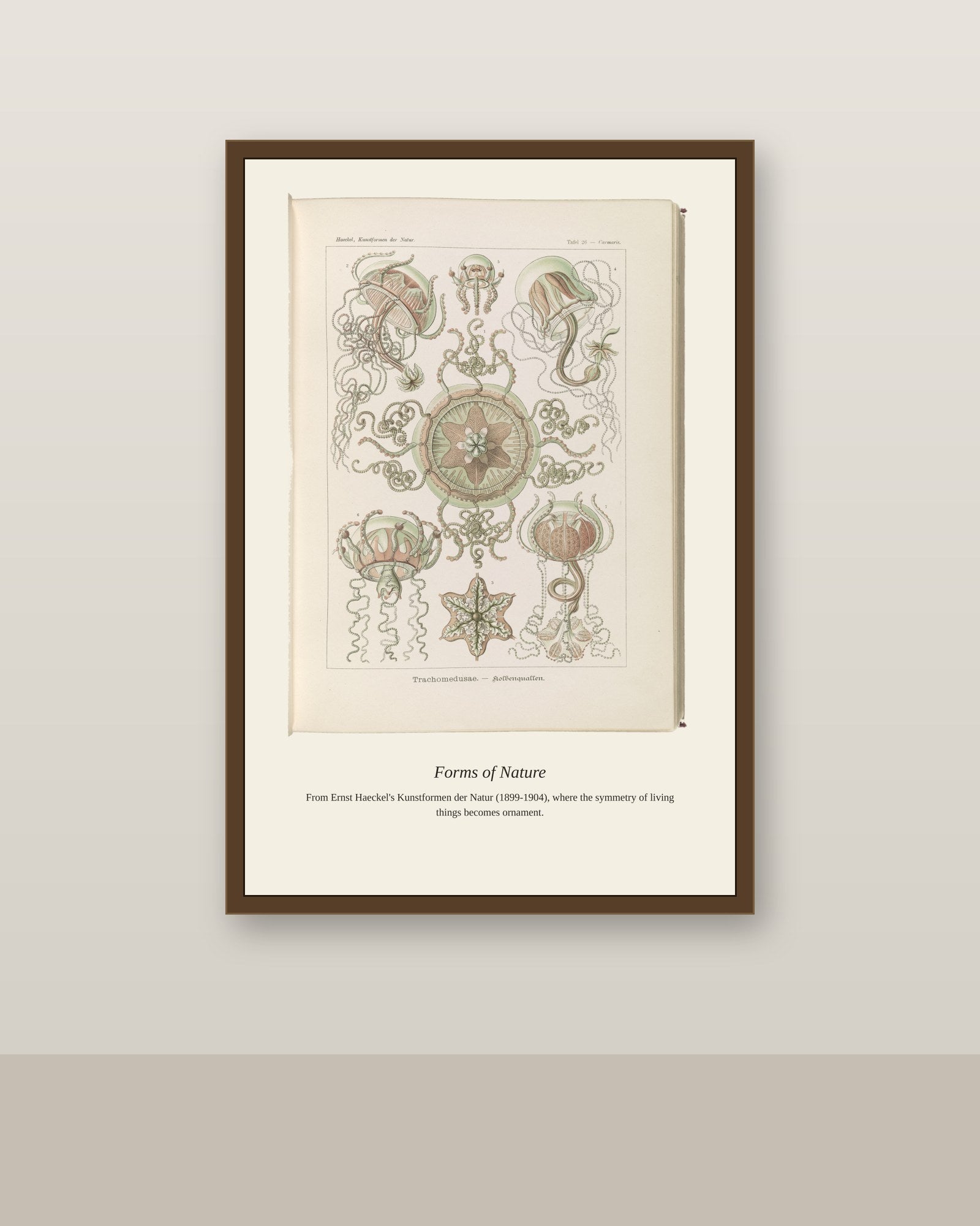 Trachomedusae. Kolbenquallen antique art print shown framed on a wall in a styled room