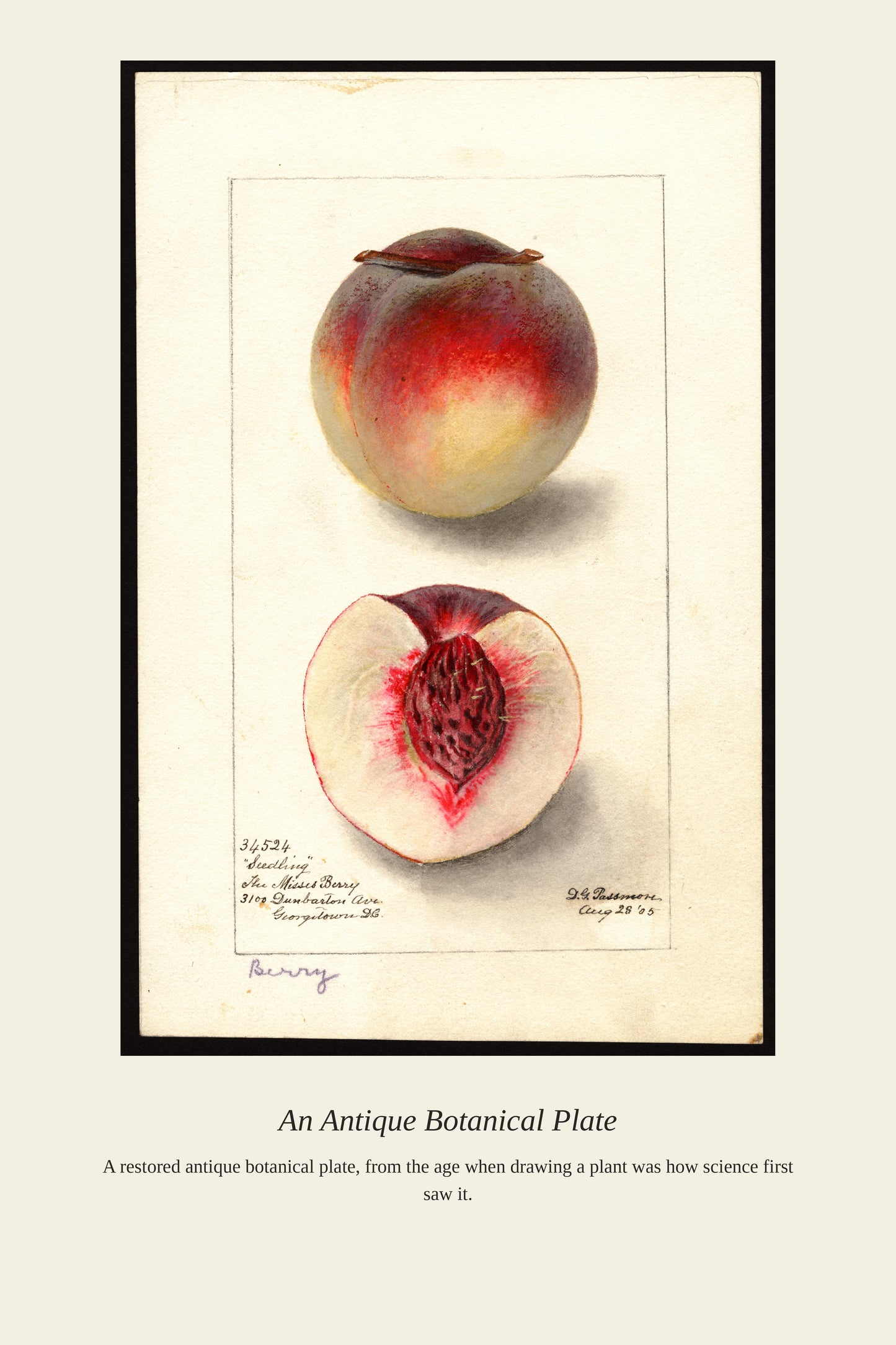 USDA Fruit - Antique Botanical Print