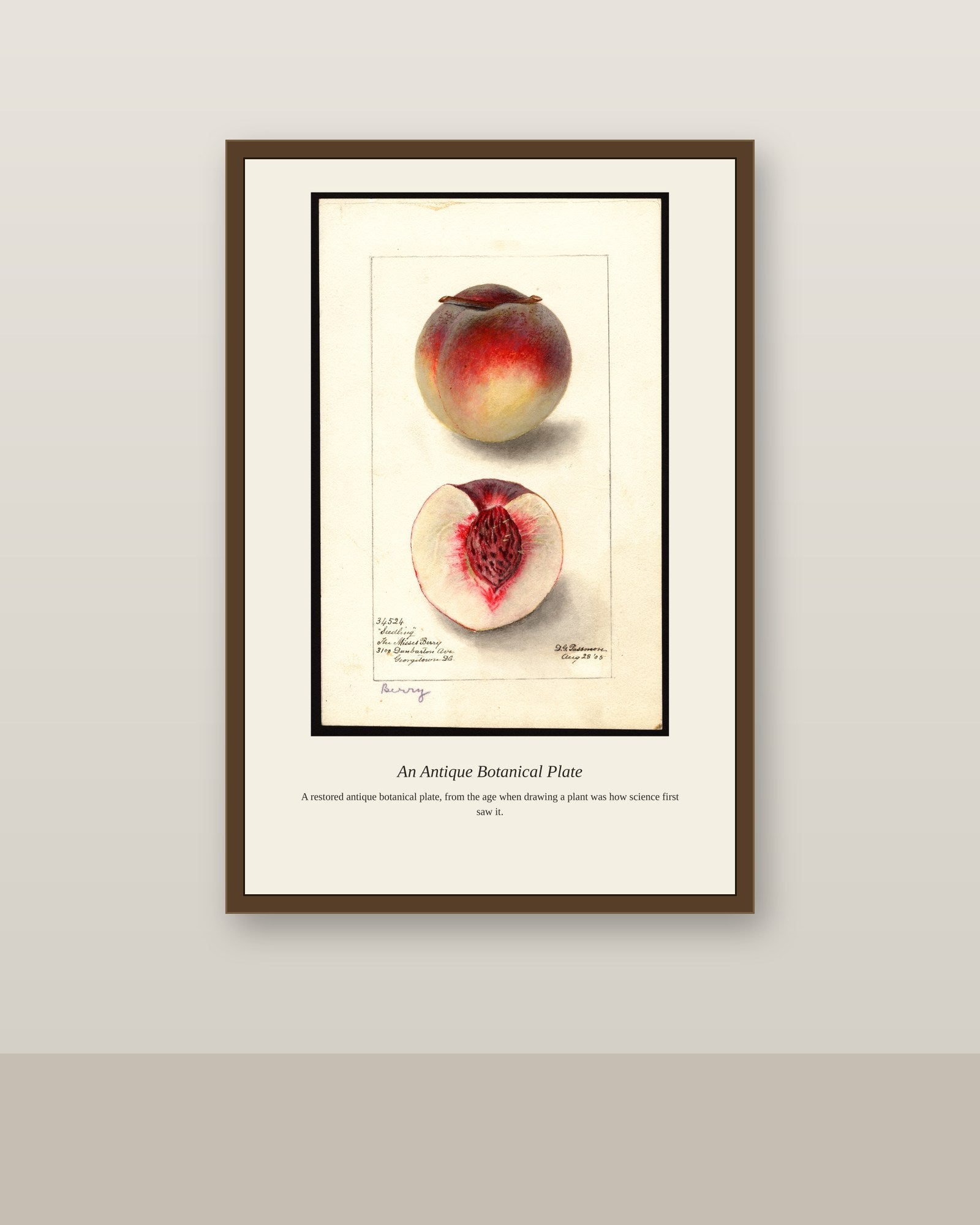 USDA Fruit antique botanical print shown framed on a wall in a styled room