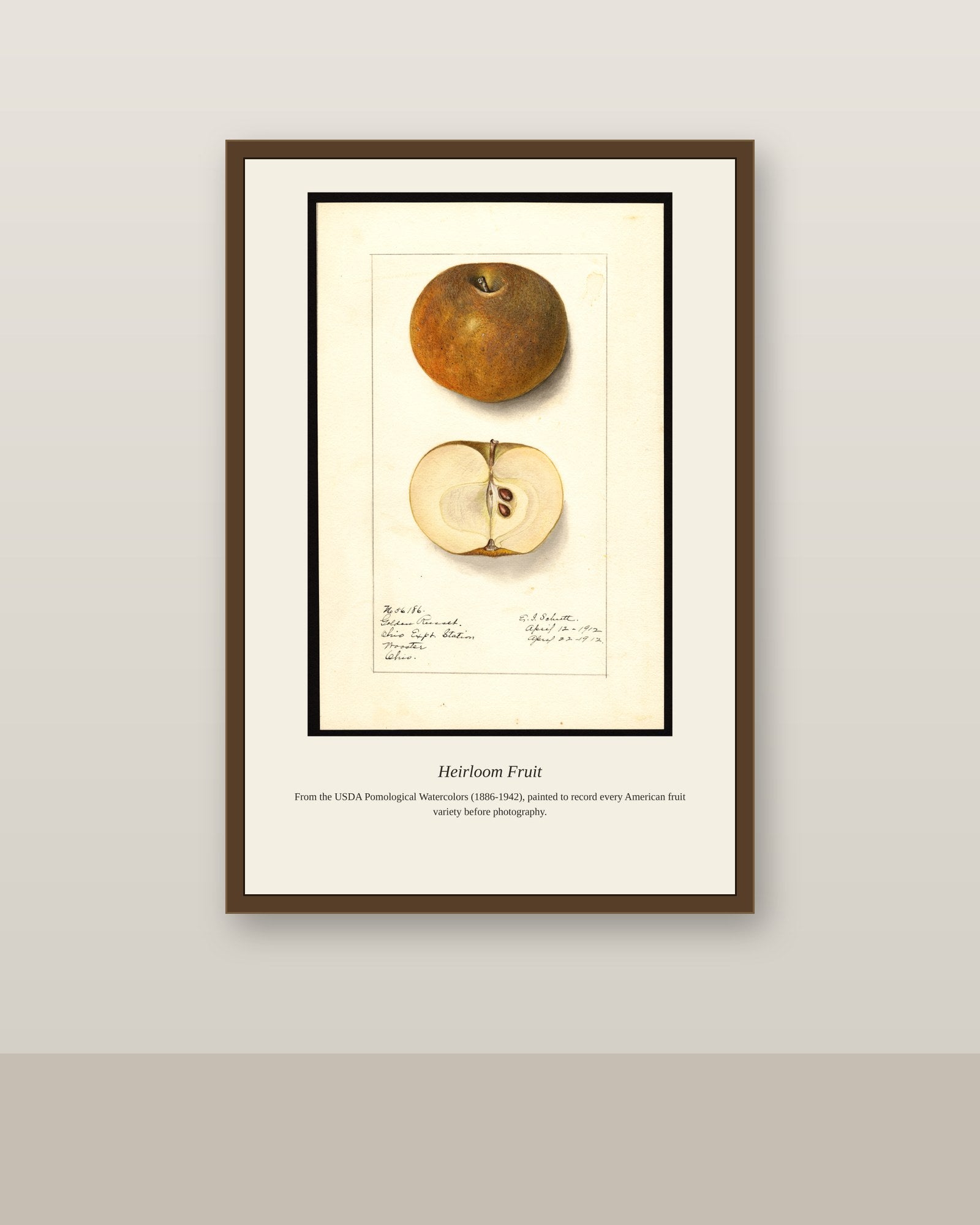 USDA Pomological Watercolor Fruit antique botanical print shown framed on a wall in a styled room