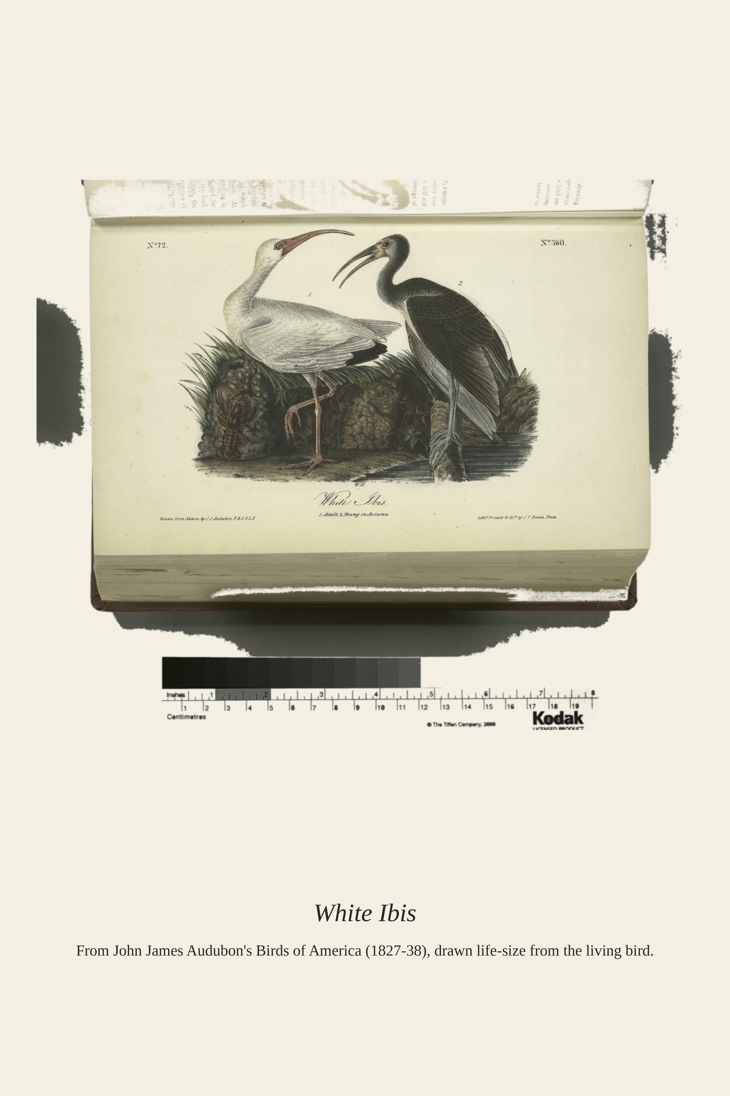 White Ibis. I. Adult Male. II - Antique Bird Print