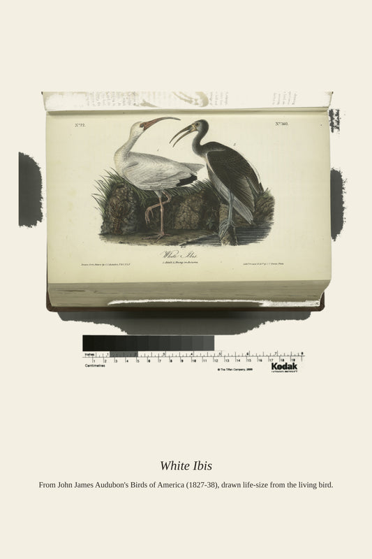 White Ibis. I. Adult Male. II - Antique Bird Print