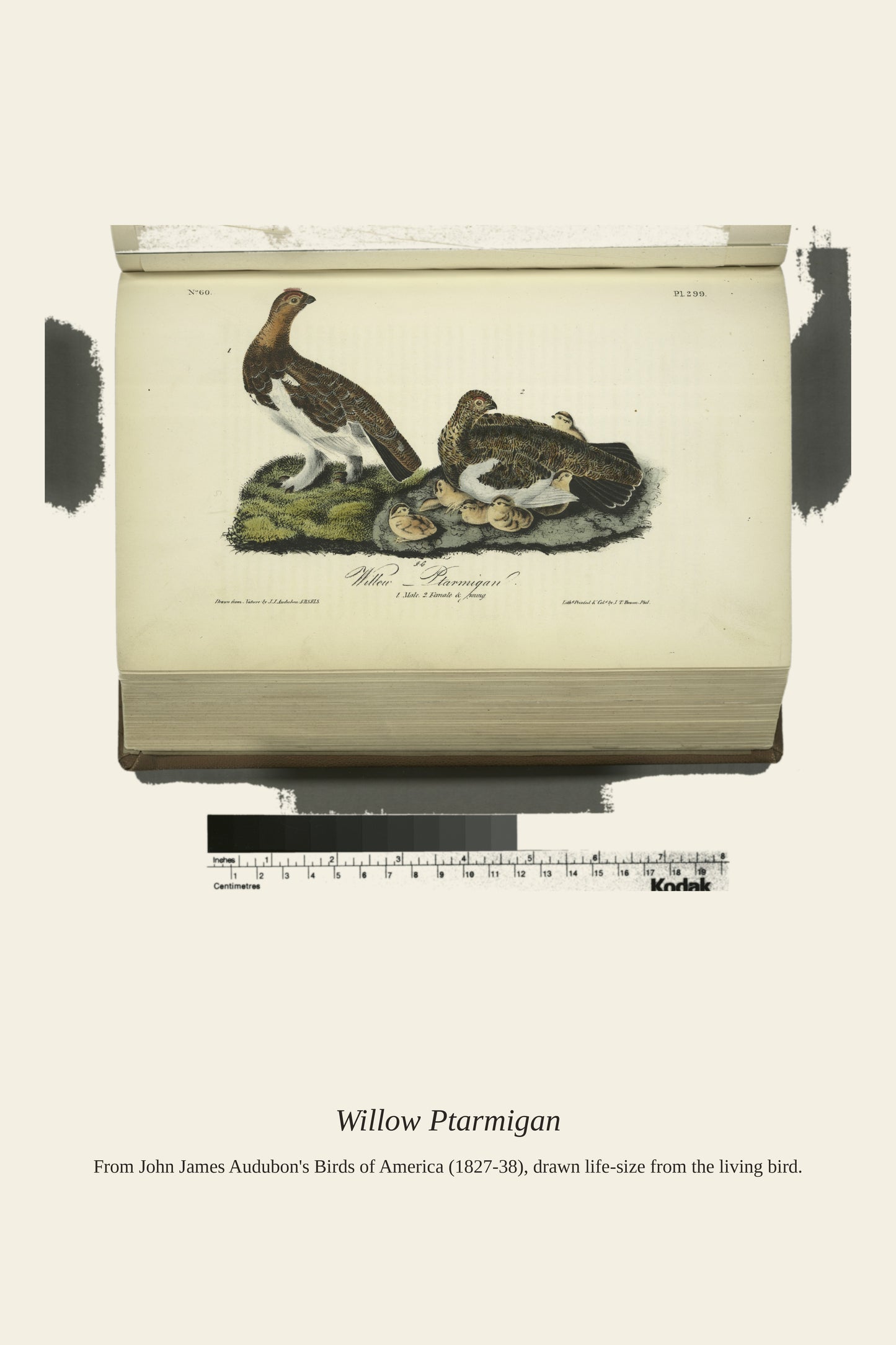 Willow Ptarmigan. I. Male. II. Female and Young - Antique Bird Print