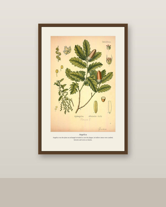 Angelica — Antique Botanical Print