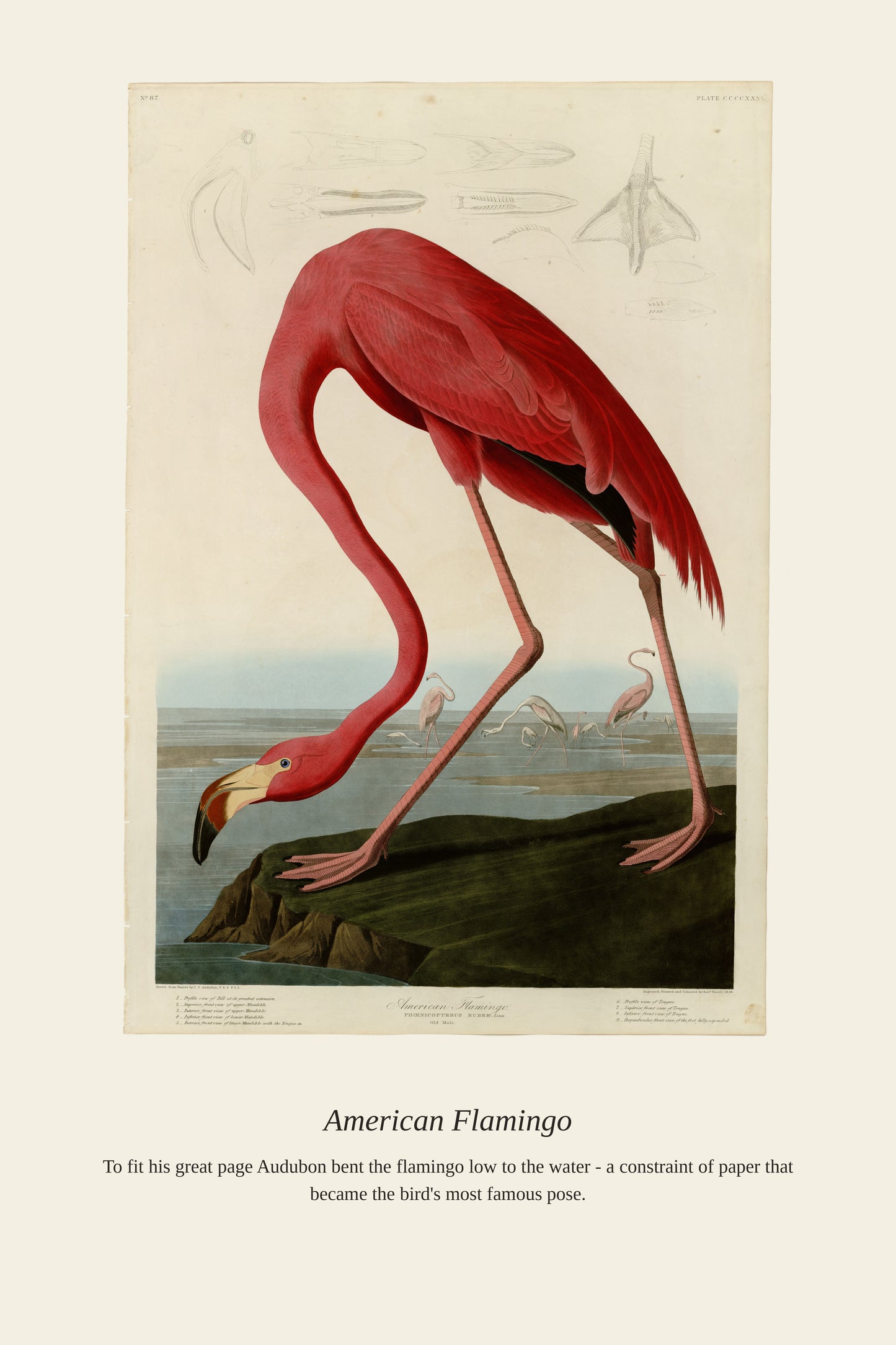 Audubon American Flamingo — a restored antique bird print