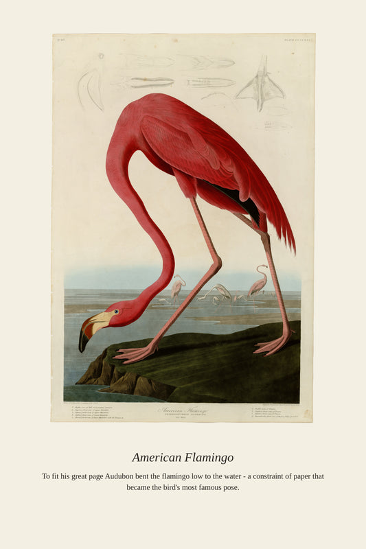 Audubon American Flamingo — a restored antique bird print