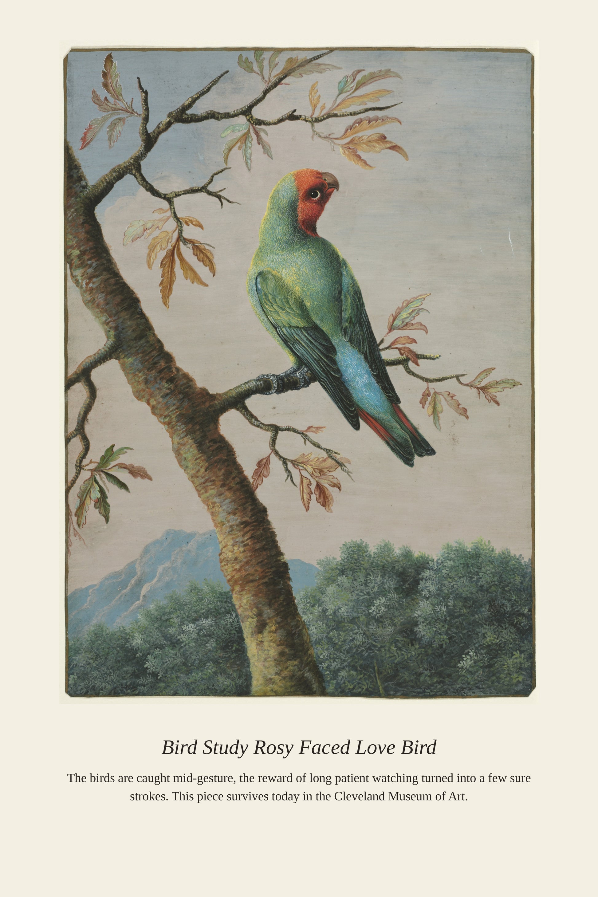 Bird Study Rosy Faced Love Bird — a restored antique natural history print