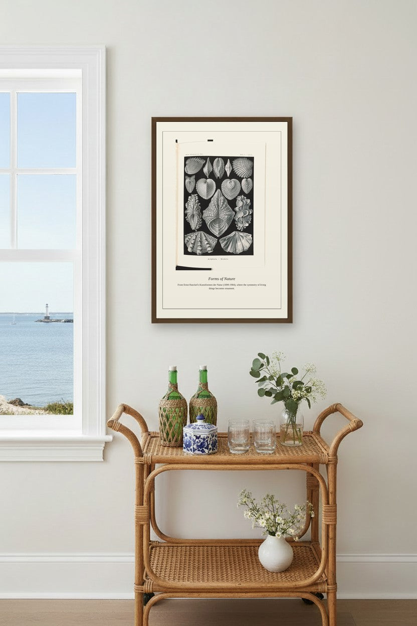 Bivalve Shells — Antique Natural History Print