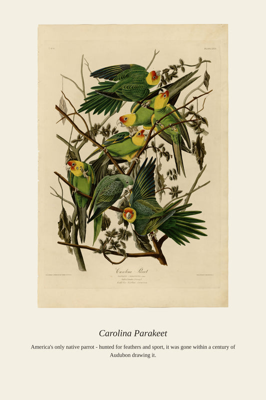 Carolina Parrot — a restored antique bird print