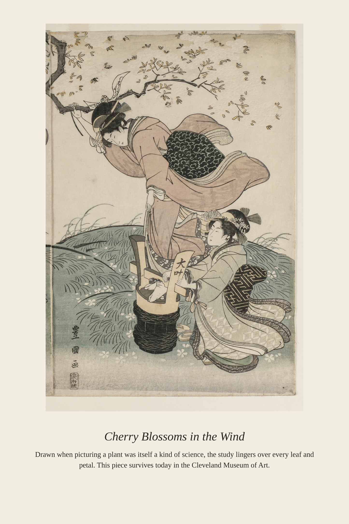 Cherry Blossoms in the Wind — a restored antique botanical print