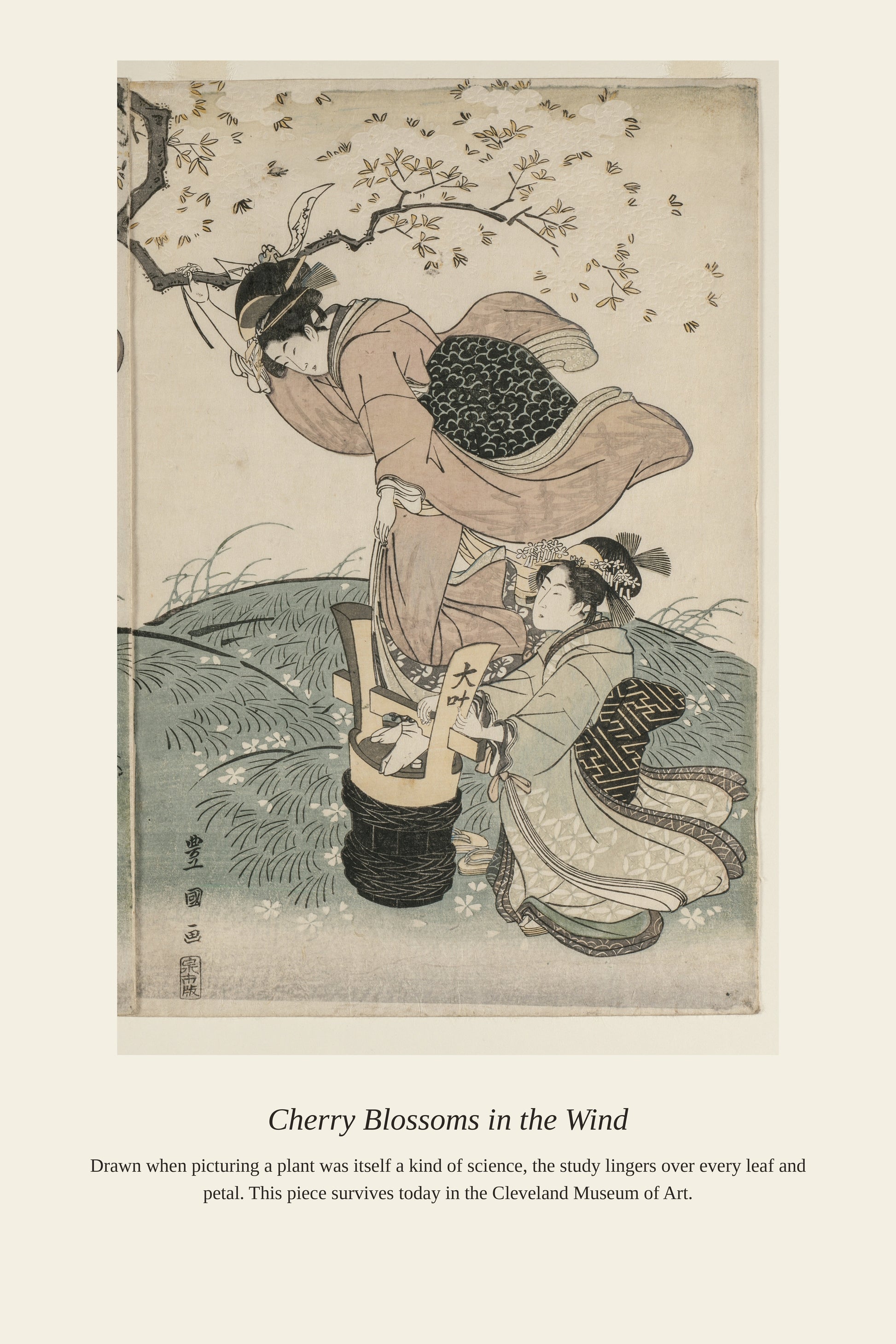 Cherry Blossoms in the Wind — a restored antique botanical print