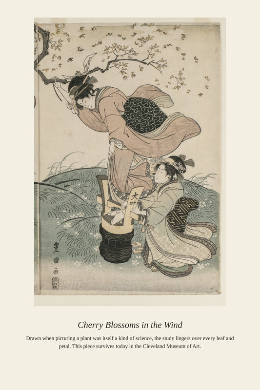 Cherry Blossoms in the Wind — a restored antique botanical print