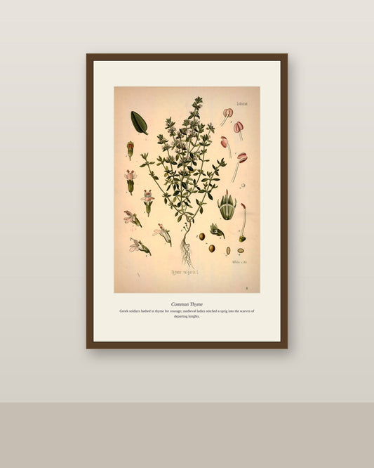Common Thyme print framed in walnut, hung above a desk in a dark wood-paneled library study
