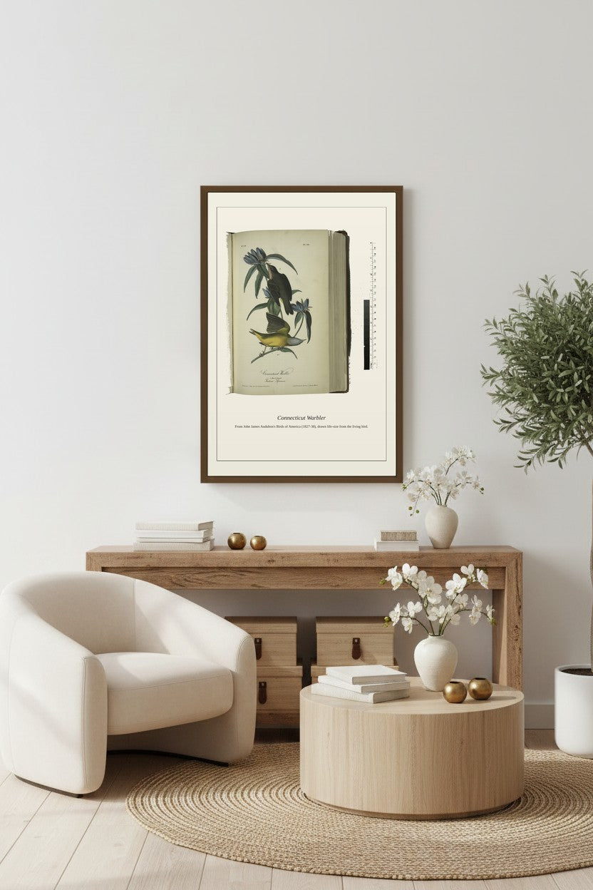 Connecticut Warbler. I. Male. II. Female — Antique Bird Print