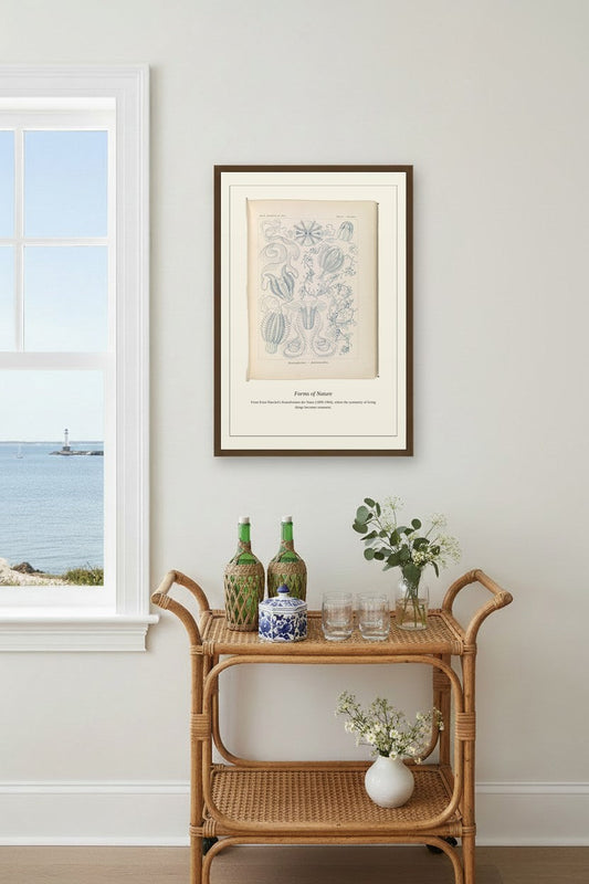 Ctenophorae — Antique Art Print