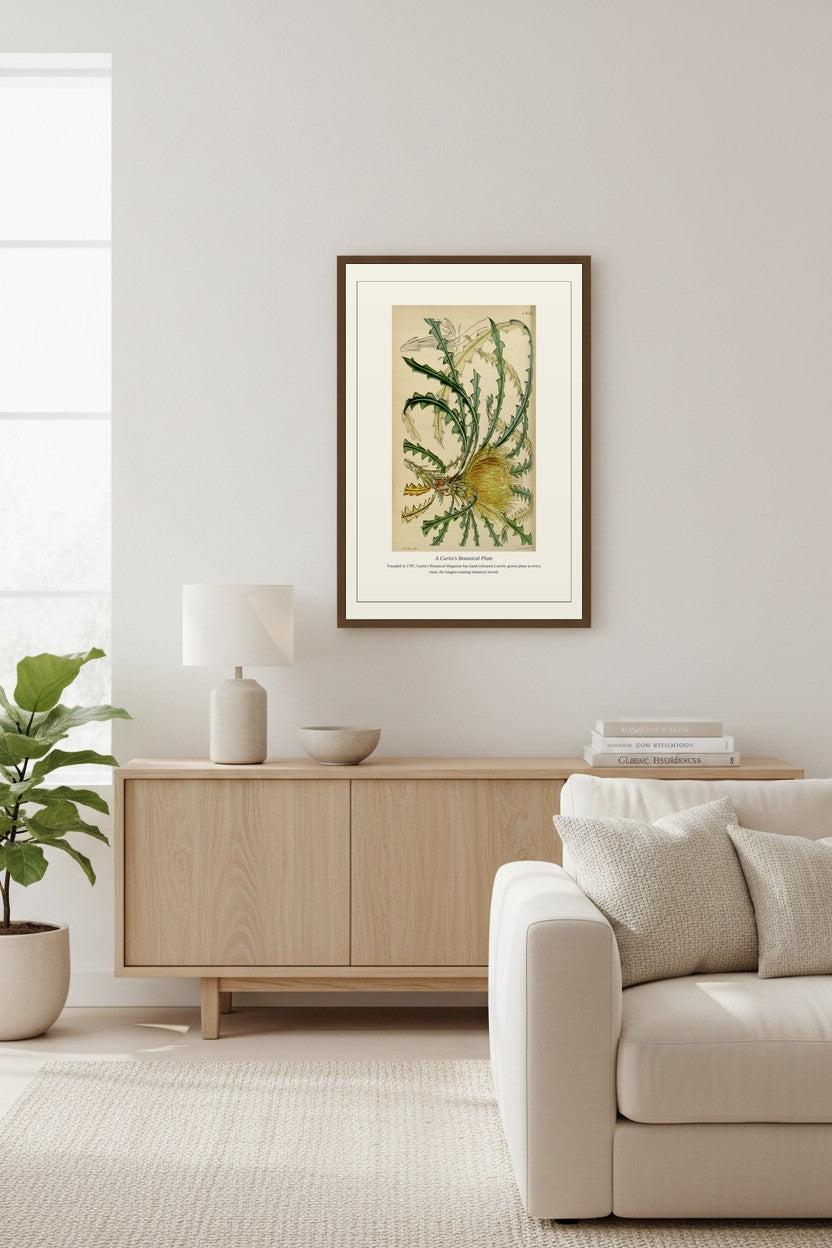 A Curtis's Botanical Plate — Antique Botanical Print