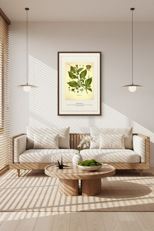 Belladonna botanical art print in a sunlit room with rattan pendant lamps