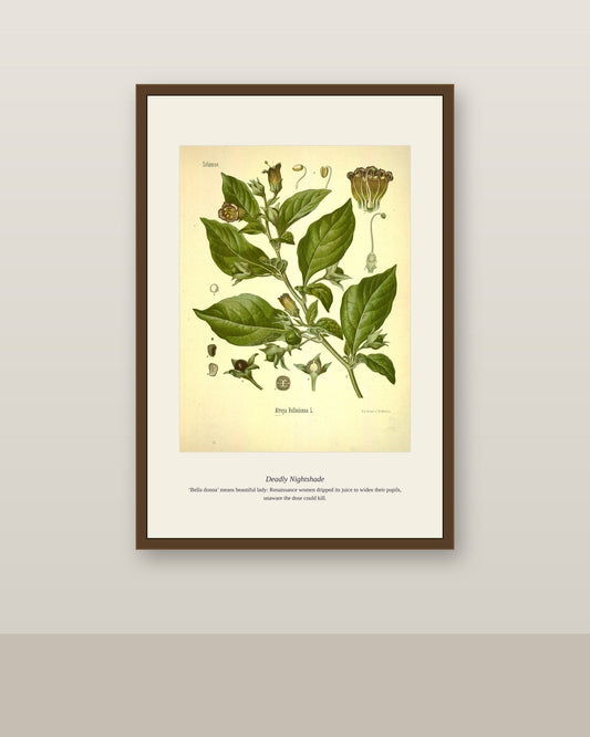 Deadly Nightshade botanical print framed above a fluted wood sideboard