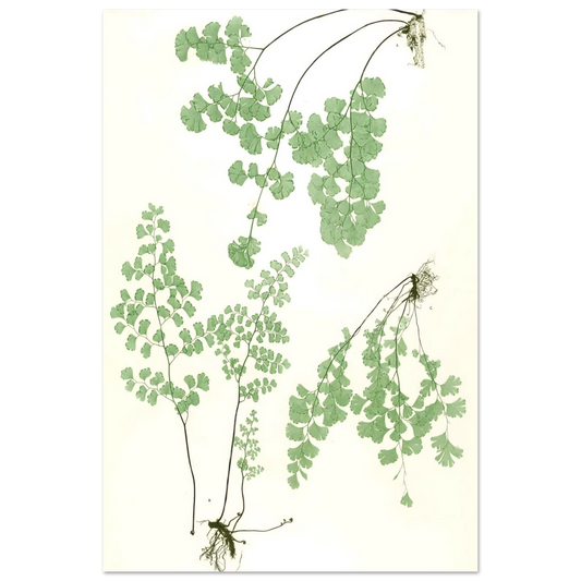 Descriptive Fine Art Poster No X second view, maidenhair fern pressed fronds with scalloped leaflets on cream ground