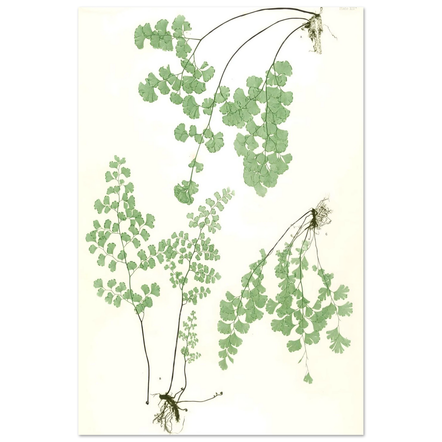 Descriptive Fine Art Poster No X print of pressed maidenhair fern specimens with fan-shaped leaflets and root systems
