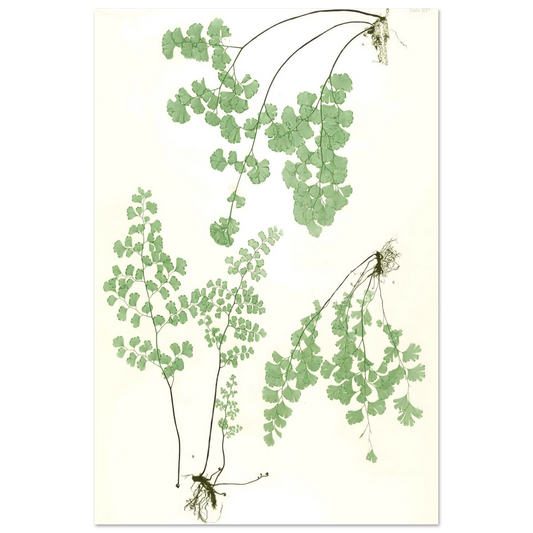 Descriptive Fine Art Poster No X print of pressed maidenhair fern specimens with fan-shaped leaflets and root systems
