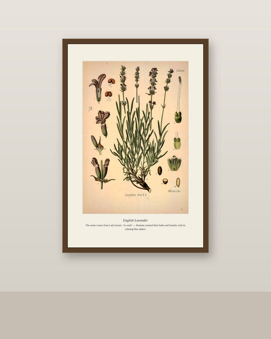 Framed English Lavender print in a dark wood frame on a neutral gallery wall