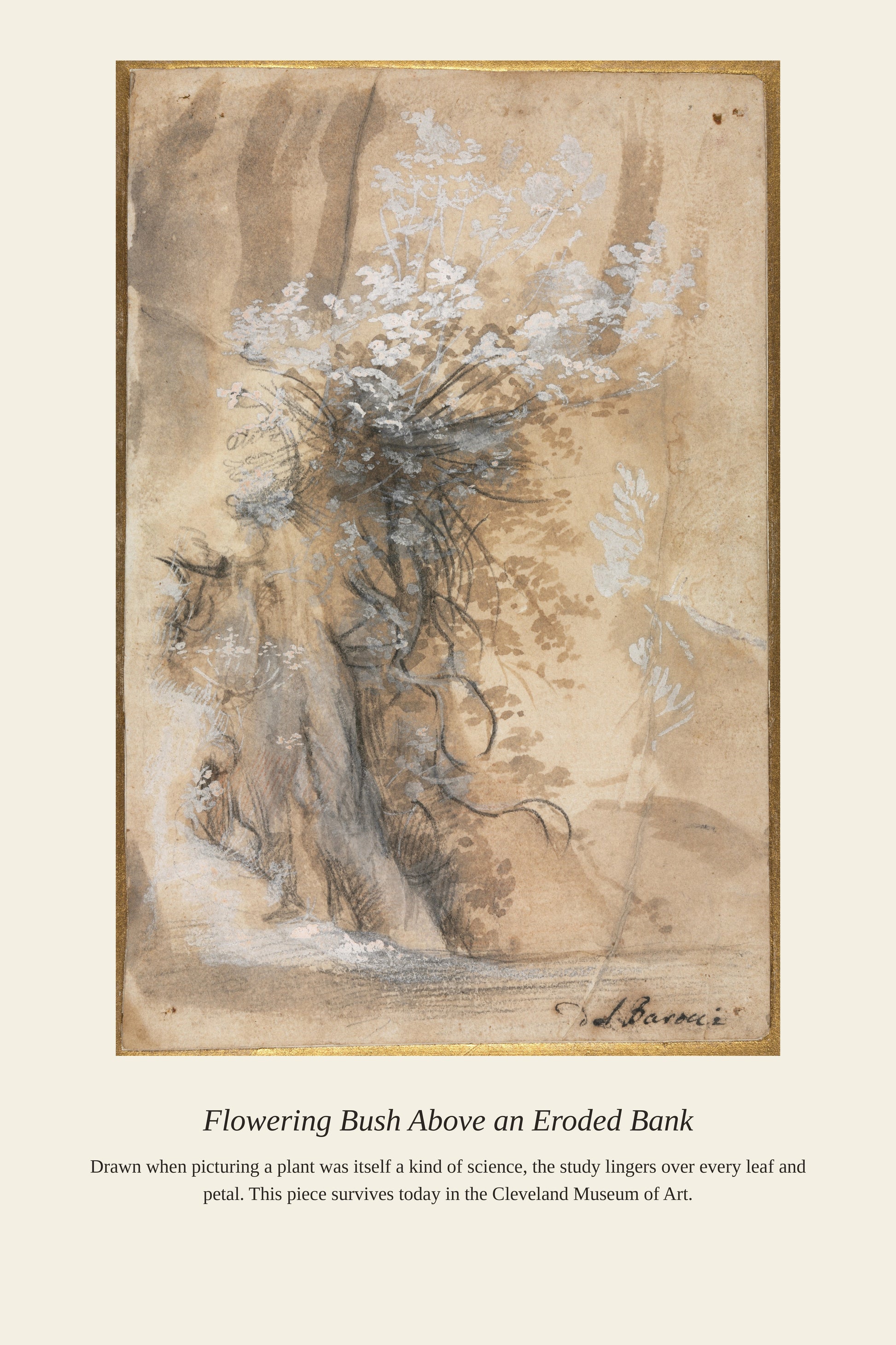 Flowering Bush Above an Eroded Bank — a restored antique botanical print