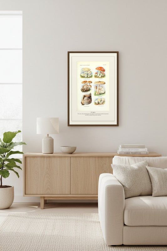 Fly Agaric — Antique Botanical Print