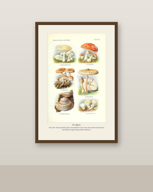 Fly Agaric — Antique Botanical Print