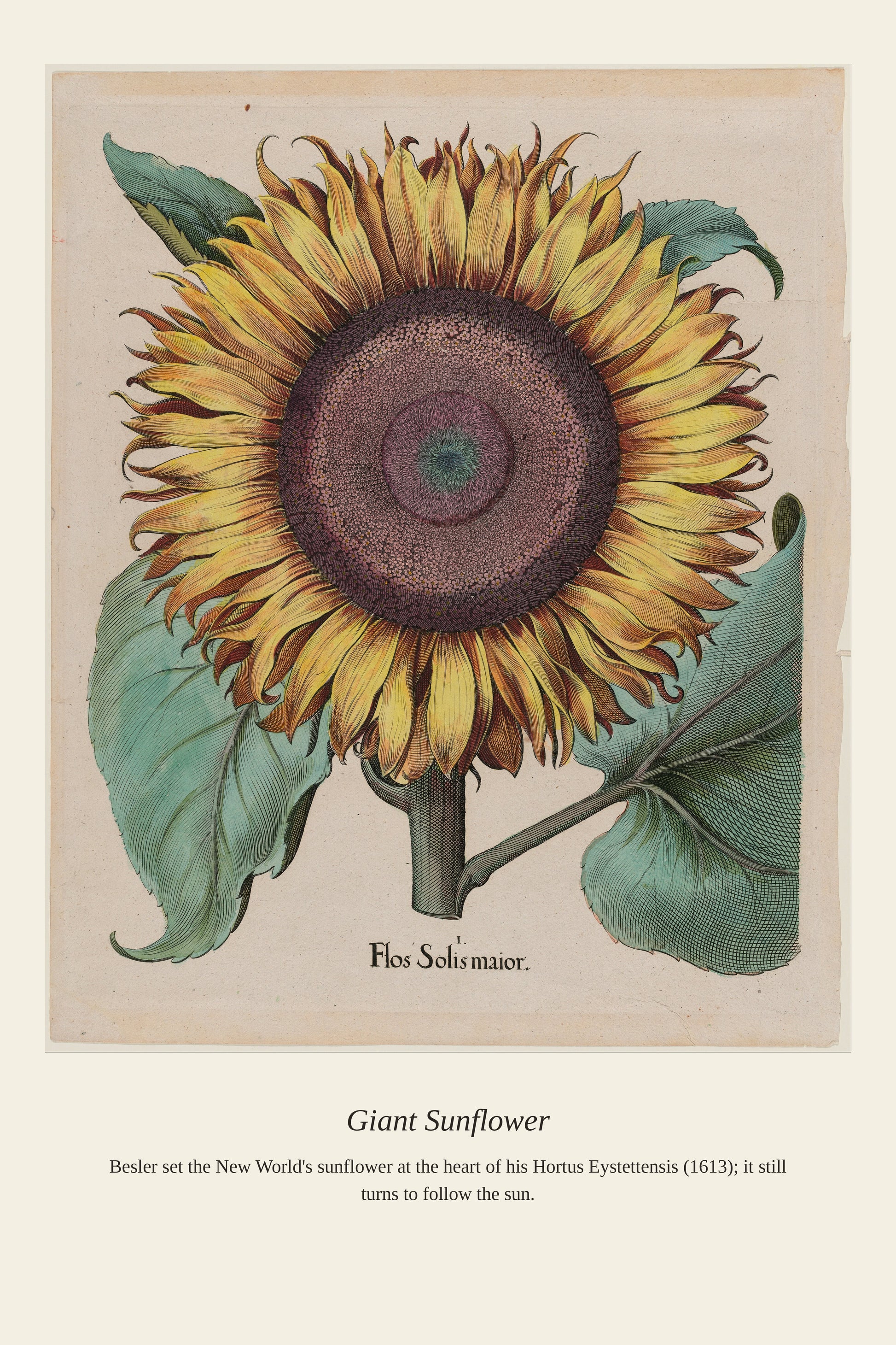Giant Sunflower — a restored antique botanical print