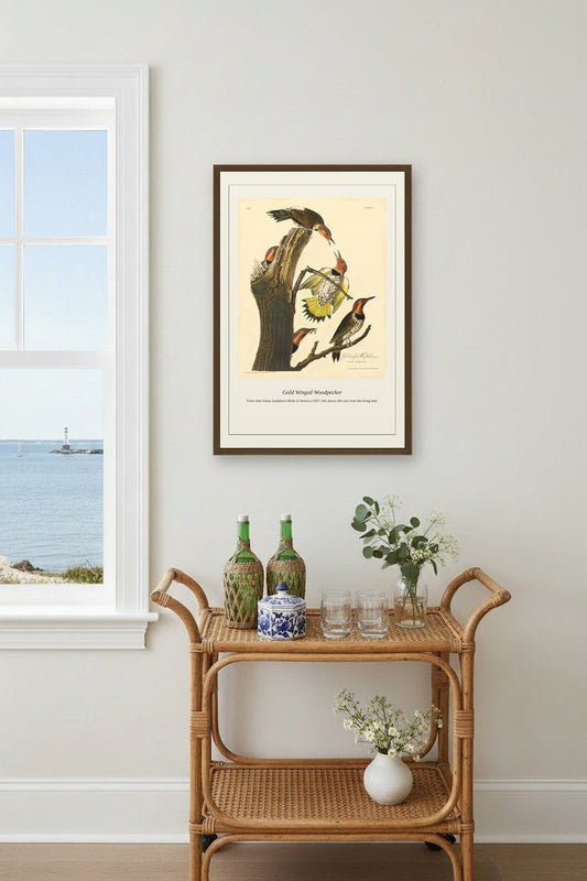 Gold Winged Woodpecker — Antique Bird Print