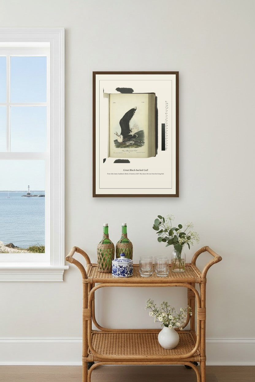 Great Black Backed Gull. Male — Antique Bird Print