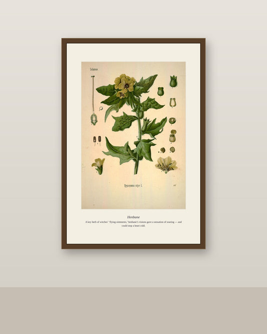Henbane botanical print framed above a white brick fireplace mantel