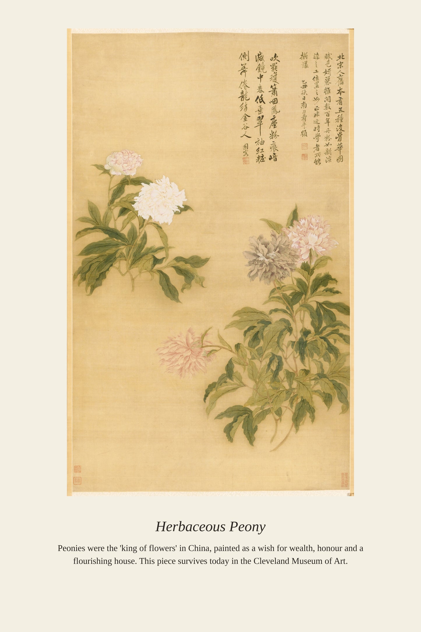 Herbaceous Peony — a restored antique botanical print