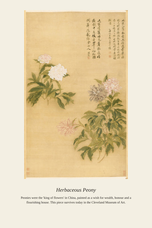 Herbaceous Peony — a restored antique botanical print