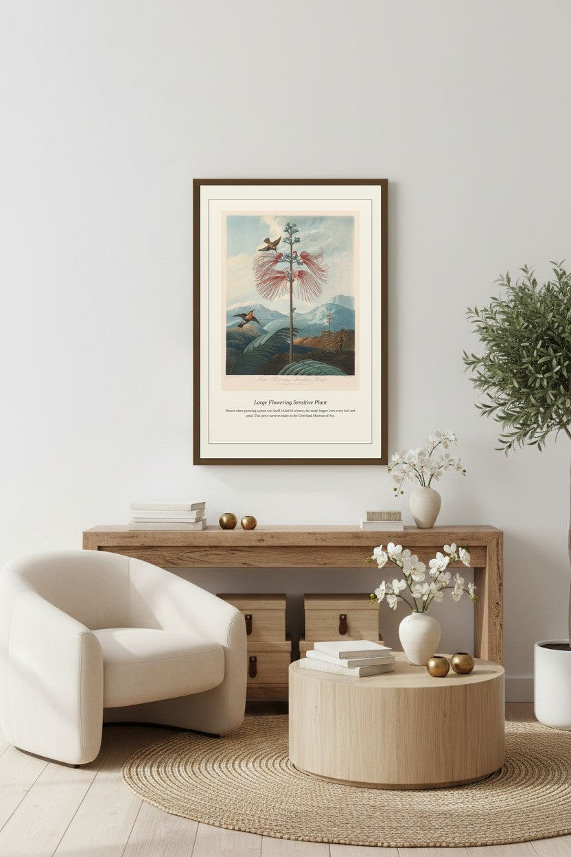Large Flowering Sensitive Plant framed above a light wood console with an armchair and coffee table
