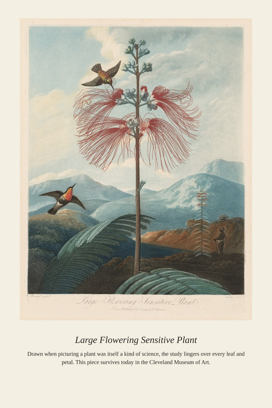 Large Flowering Sensitive Plant — a restored antique botanical print