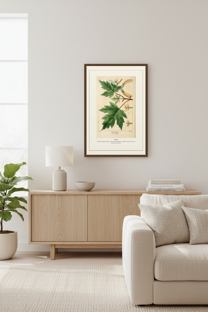 Maple botanical plate above a wood sideboard with a fiddle-leaf fig plant