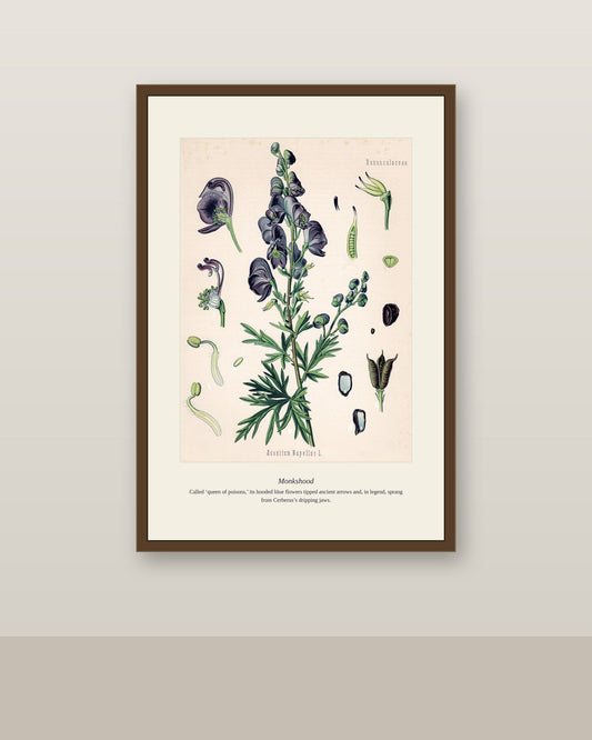 Monkshood botanical print in a dark wood frame on a plain wall