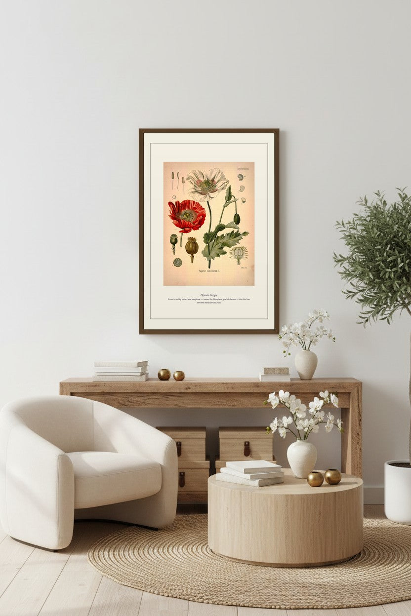 Opium Poppy botanical art framed above a light wood sideboard beside a potted olive tree