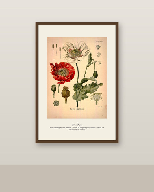 Opium Poppy print framed in walnut above a wood console with white armchair and coffee table