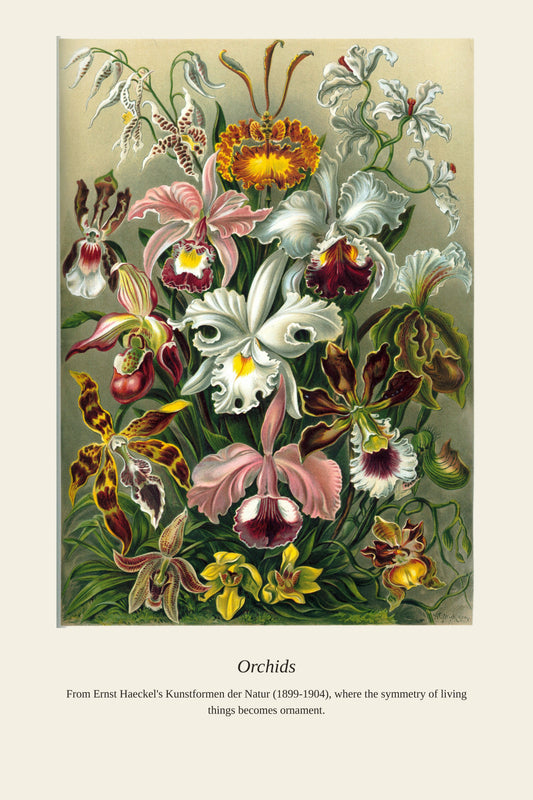 Orchids — a restored antique natural history print
