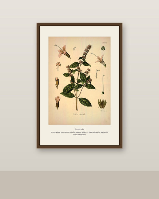 Peppermint botanical print in a slim brown frame on a neutral wall above a light baseboard
