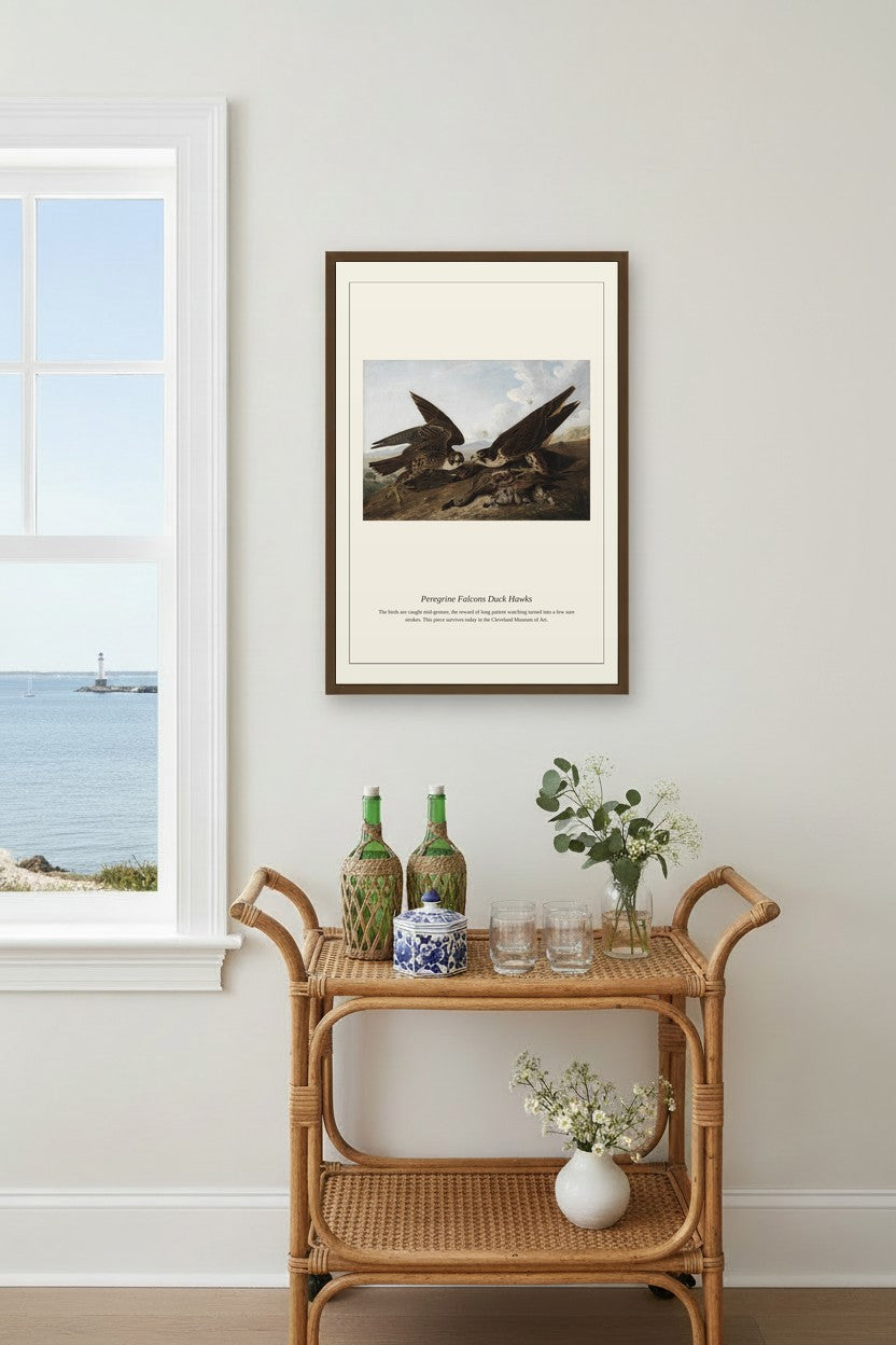 Peregrine Falcons Duck Hawks — Antique Natural History Print