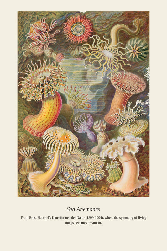 Sea Anemones — a restored antique natural history print