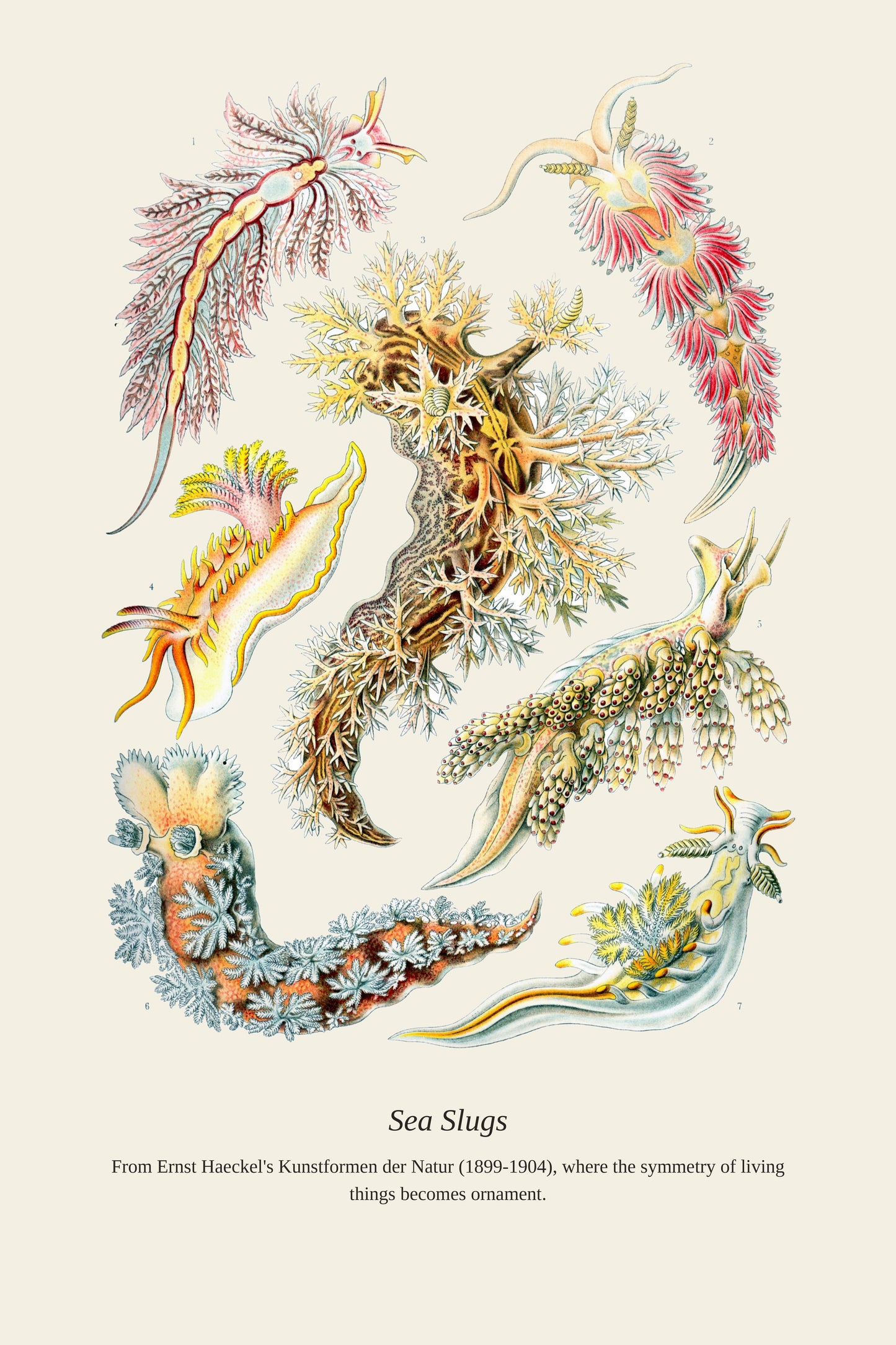 Sea Slugs — a restored antique natural history print